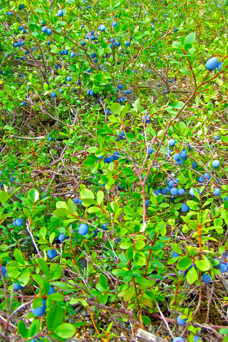 Wild blueberries, ready to eat